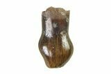 Cretaceous Fossil Dinosaur (Thescelosaurus) Tooth - Montana #338861-1